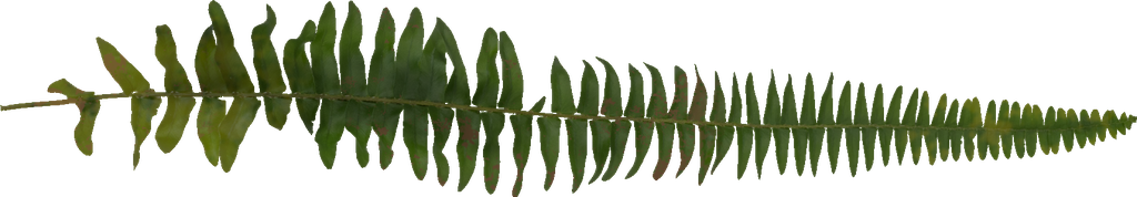 Freigestellte fotografische Farnfieder als PNG-Texturbasis